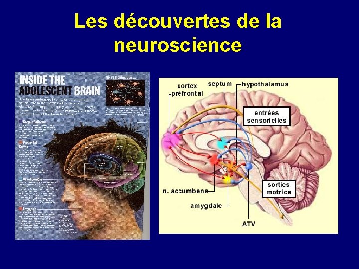 Les découvertes de la neuroscience 