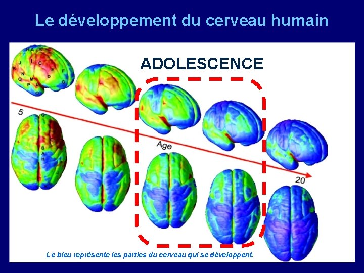 Le développement du cerveau humain ADOLESCENCE Le bleu représente les parties du cerveau qui