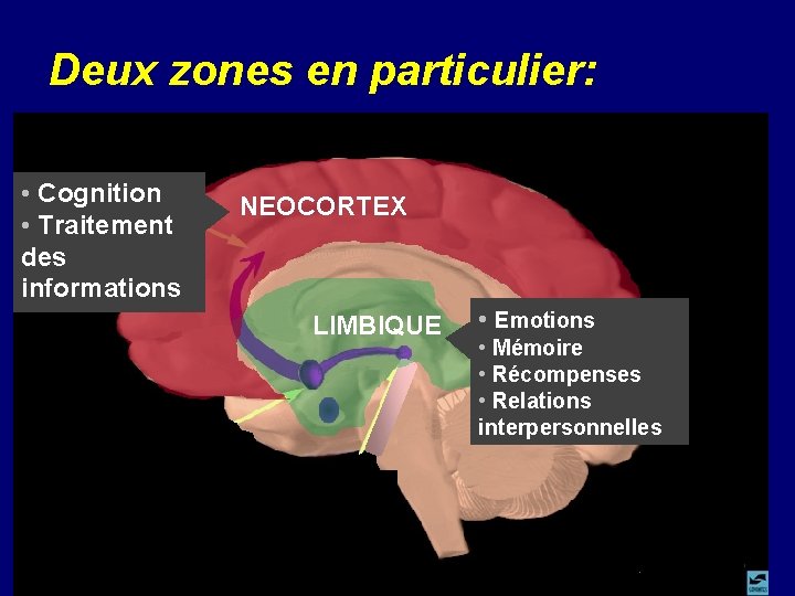 Deux zones en particulier: • Cognition • Traitement des informations NEOCORTEX LIMBIQUE • Emotions