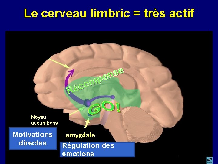 Le cerveau limbric = très actif e s n e p m o c