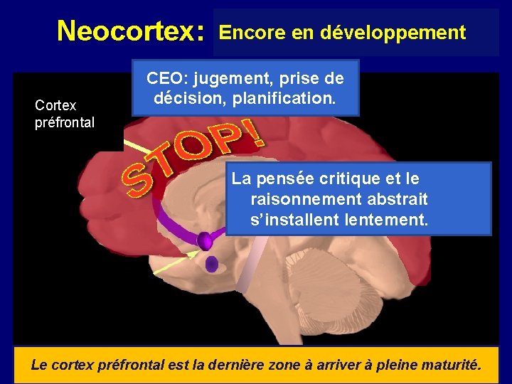 Neocortex: Cortex préfrontal Encore en développement CEO: jugement, prise de décision, planification. La pensée