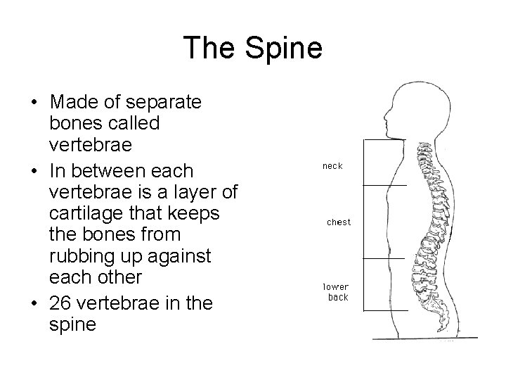The Spine • Made of separate bones called vertebrae • In between each vertebrae The Spine • Made of separate bones called vertebrae • In between each vertebrae