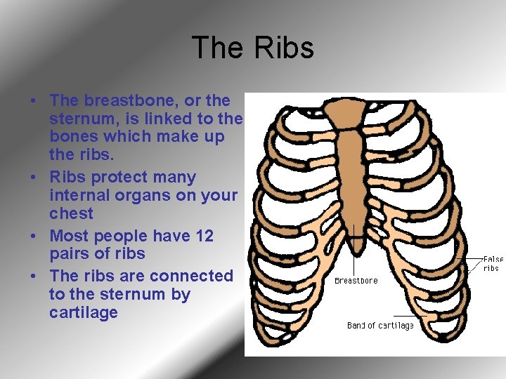 The Ribs • The breastbone, or the sternum, is linked to the bones which The Ribs • The breastbone, or the sternum, is linked to the bones which