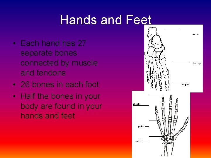 Hands and Feet • Each hand has 27 separate bones connected by muscle and Hands and Feet • Each hand has 27 separate bones connected by muscle and