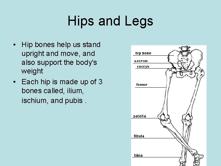 Hips and Legs • Hip bones help us stand upright and move, and also Hips and Legs • Hip bones help us stand upright and move, and also