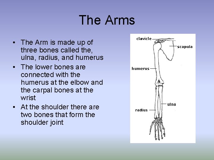 The Arms • The Arm is made up of three bones called the, ulna, The Arms • The Arm is made up of three bones called the, ulna,