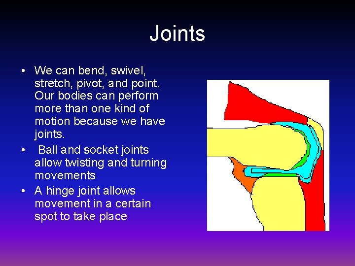 Joints • We can bend, swivel, stretch, pivot, and point. Our bodies can perform Joints • We can bend, swivel, stretch, pivot, and point. Our bodies can perform