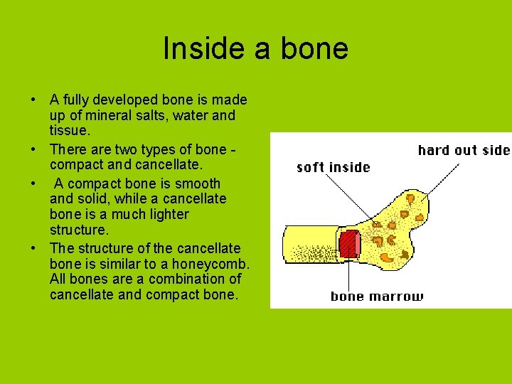 Inside a bone • A fully developed bone is made up of mineral salts, Inside a bone • A fully developed bone is made up of mineral salts,
