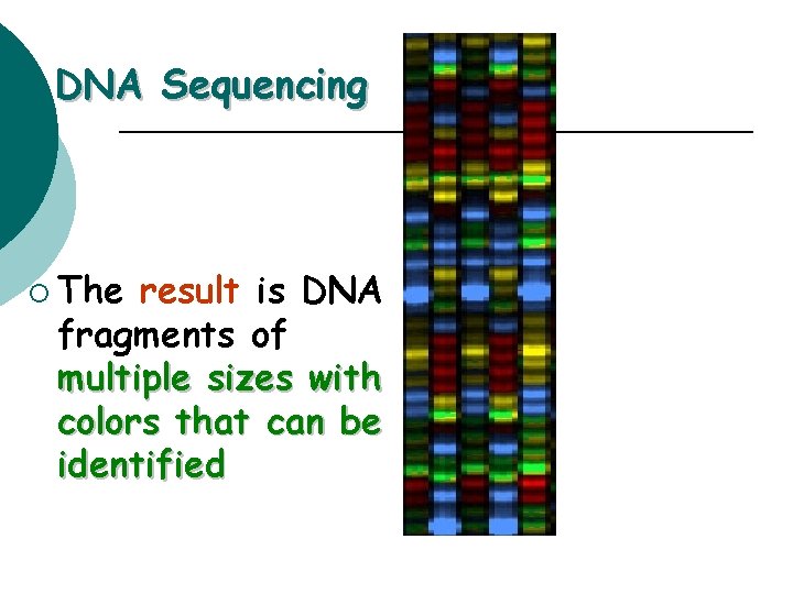 DNA Sequencing ¡ The result is DNA fragments of multiple sizes with colors that