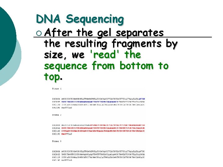 DNA Sequencing ¡ After the gel separates the resulting fragments by size, we 'read'