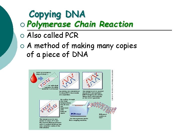 Copying DNA ¡ Polymerase Chain Reaction Also called PCR ¡ A method of making