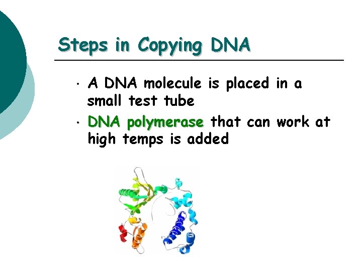 Steps in Copying DNA • • A DNA molecule is placed in a small