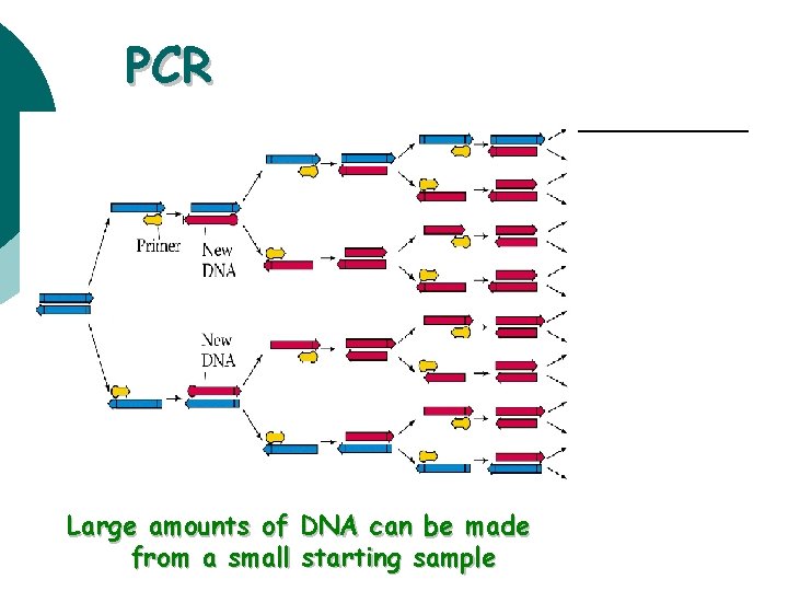 PCR Large amounts of DNA can be made from a small starting sample 