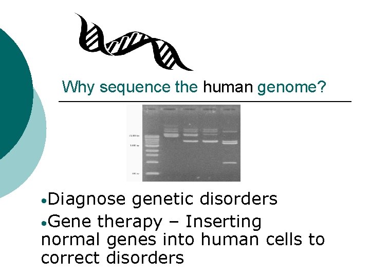 Why sequence the human genome? • Diagnose genetic disorders • Gene therapy – Inserting