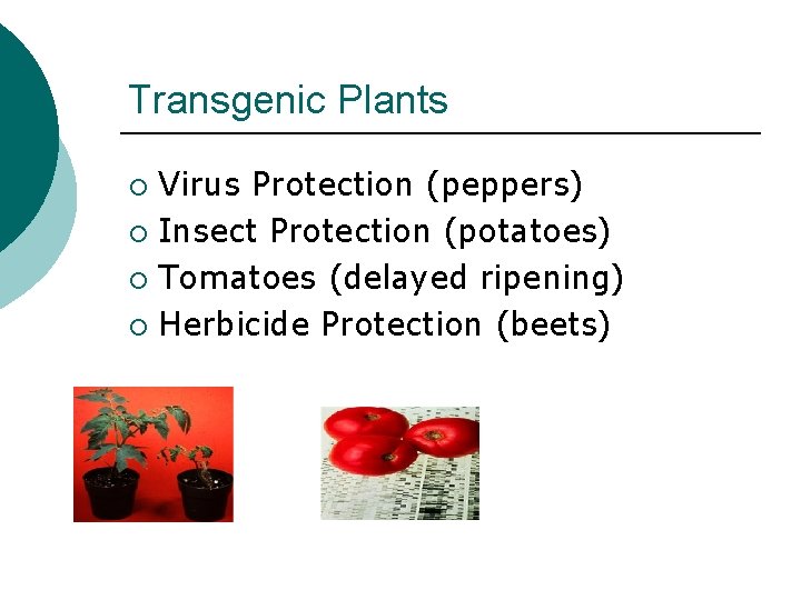 Transgenic Plants Virus Protection (peppers) ¡ Insect Protection (potatoes) ¡ Tomatoes (delayed ripening) ¡