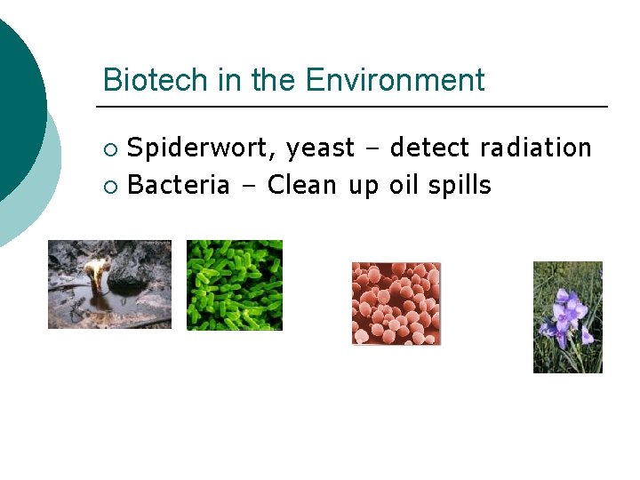 Biotech in the Environment Spiderwort, yeast – detect radiation ¡ Bacteria – Clean up