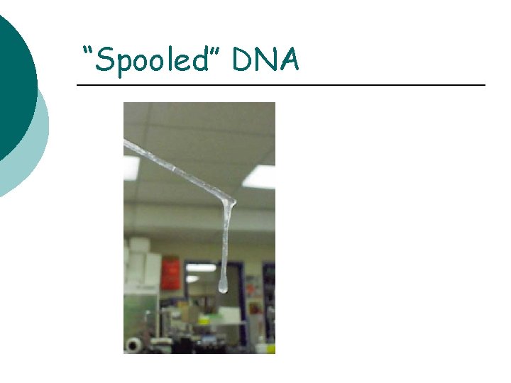 “Spooled” DNA 