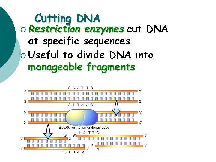 Cutting DNA ¡ Restriction enzymes cut DNA at specific sequences ¡ Useful to divide