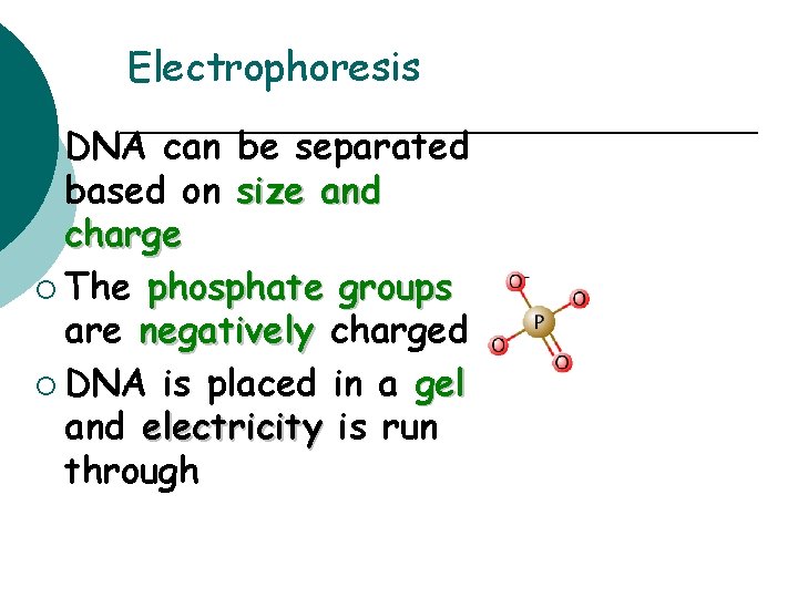 Electrophoresis ¡ DNA can be separated based on size and charge ¡ The phosphate