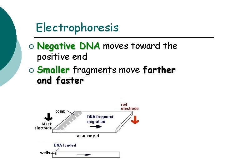 Electrophoresis Negative DNA moves toward the positive end ¡ Smaller fragments move farther and