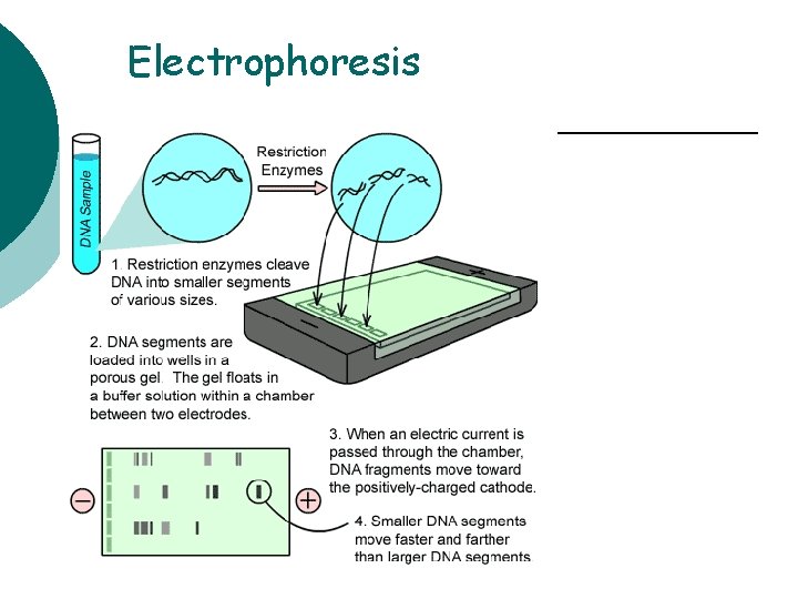 Electrophoresis 