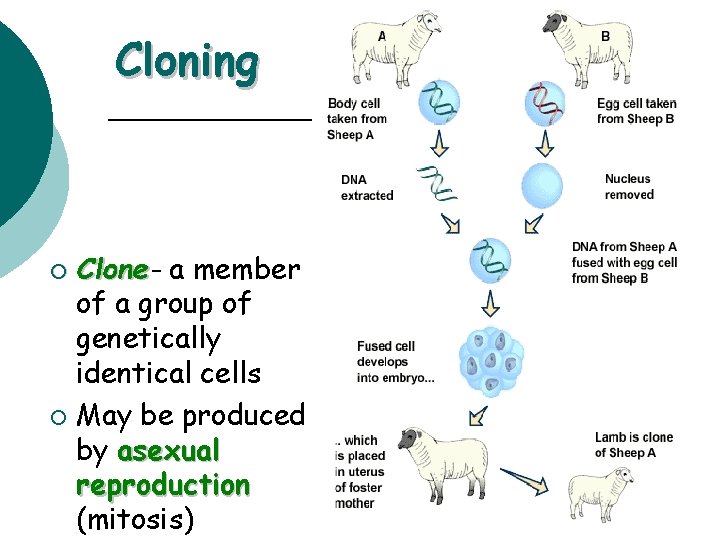 Cloning Clone a member of a group of genetically identical cells ¡ May be