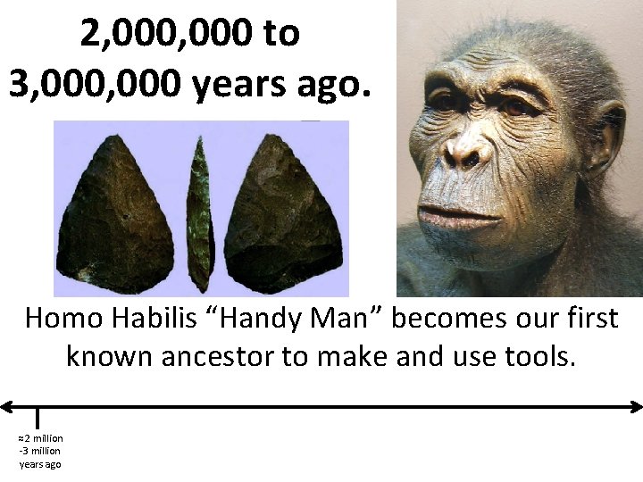 2, 000 to 3, 000 years ago. Homo Habilis “Handy Man” becomes our first