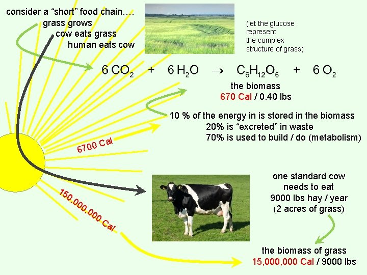 consider a “short” food chain…. grass grows cow eats grass human eats cow (let