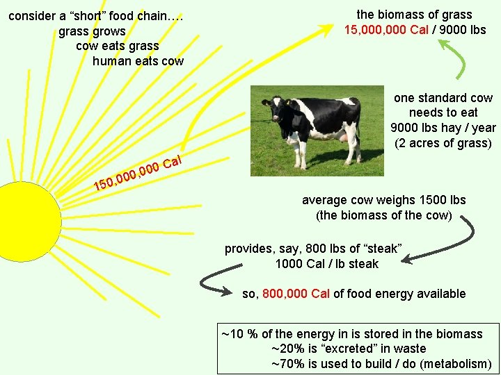 consider a “short” food chain…. grass grows cow eats grass human eats cow the