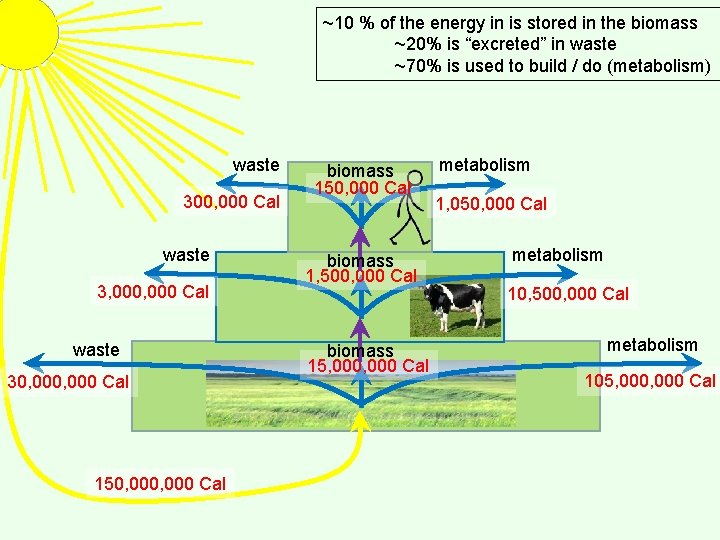 ~10 % of the energy in is stored in the biomass ~20% is “excreted”