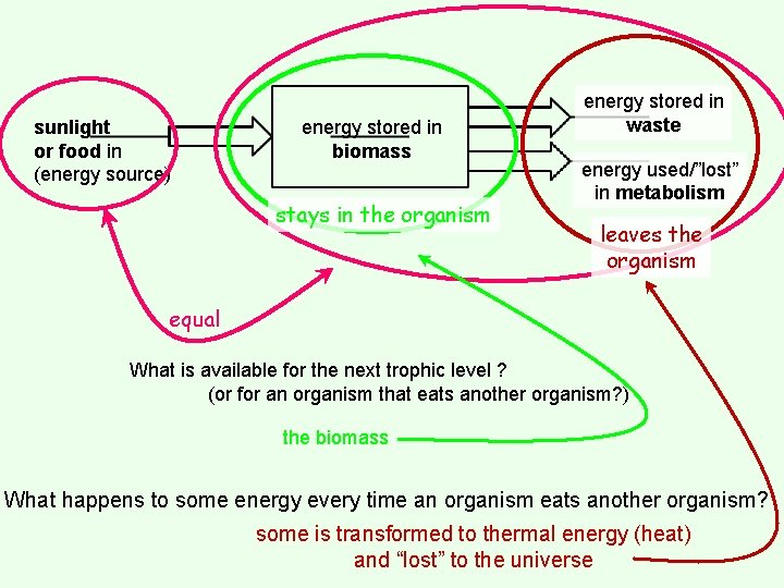 sunlight or food in (energy source) energy stored in biomass stays in the organism
