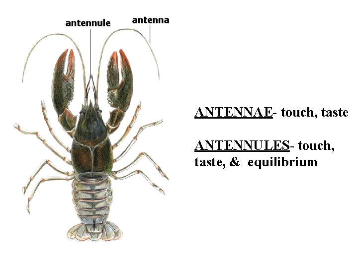 ANTENNAE- touch, taste ANTENNULES- touch, taste, & equilibrium 