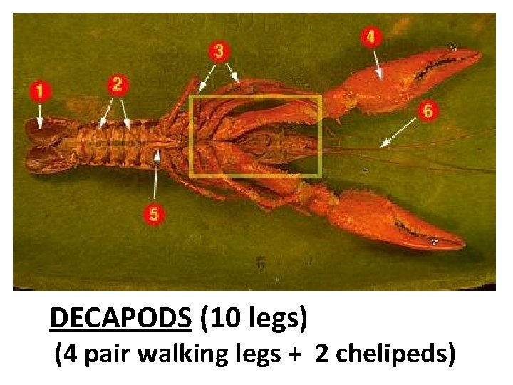 DECAPODS (10 legs) (4 pair walking legs + 2 chelipeds) 