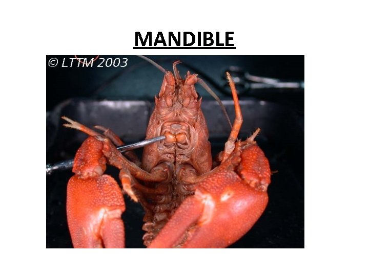 MANDIBLE 