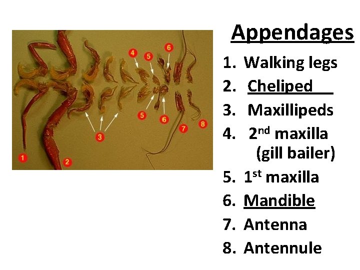 Appendages 1. 2. 3. 4. 5. 6. 7. 8. Walking legs Cheliped Maxillipeds 2