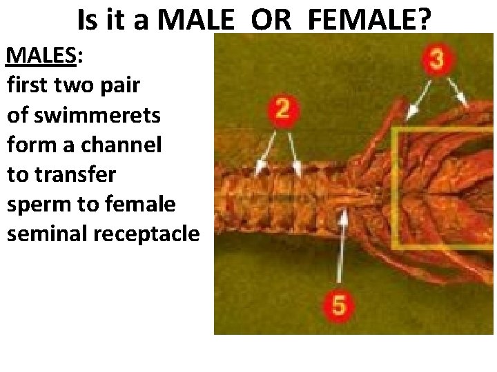 Is it a MALE OR FEMALE? MALES: first two pair of swimmerets form a