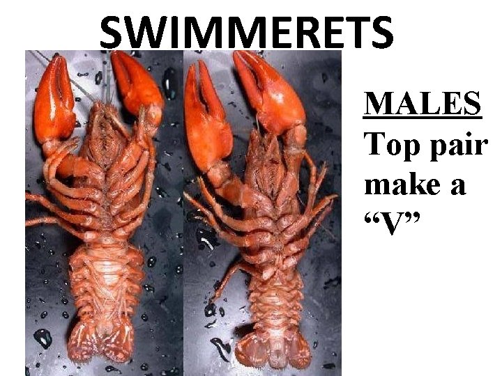 SWIMMERETS MALES Top pair make a “V” 