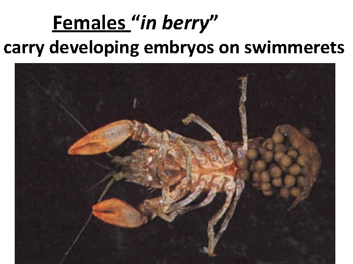 Females “in berry” carry developing embryos on swimmerets 
