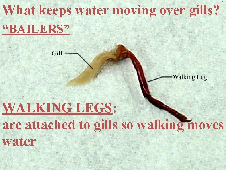 What keeps water moving over gills? “BAILERS” WALKING LEGS: are attached to gills so