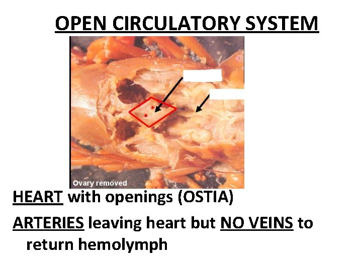 OPEN CIRCULATORY SYSTEM HEART with openings (OSTIA) ARTERIES leaving heart but NO VEINS to