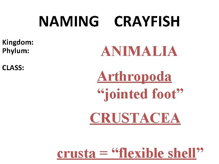 NAMING CRAYFISH Kingdom: Phylum: CLASS: ANIMALIA Arthropoda “jointed foot” CRUSTACEA crusta = “flexible shell”