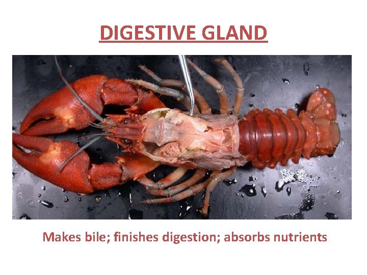 DIGESTIVE GLAND Makes bile; finishes digestion; absorbs nutrients 
