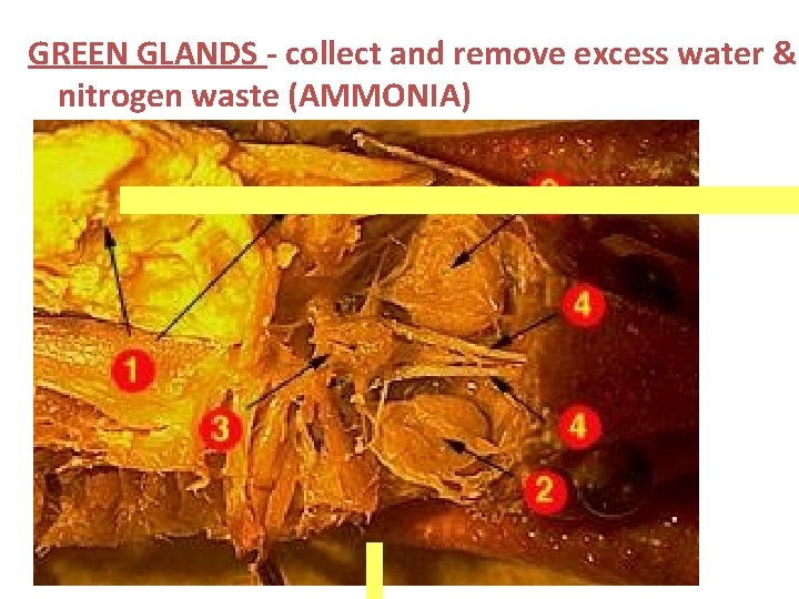 GREEN GLANDS - collect and remove excess water & nitrogen waste (AMMONIA) 
