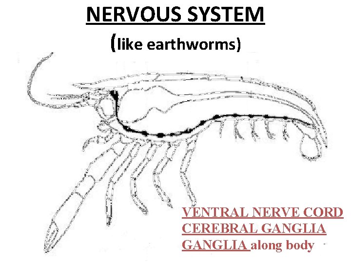 NERVOUS SYSTEM (like earthworms) VENTRAL NERVE CORD CEREBRAL GANGLIA along body 