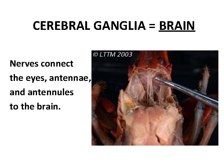 CEREBRAL GANGLIA = BRAIN Nerves connect the eyes, antennae, and antennules to the brain.