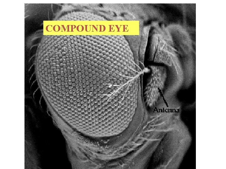 COMPOUND EYE 