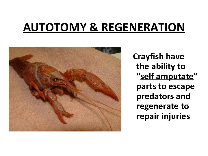 AUTOTOMY & REGENERATION Crayfish have the ability to “self amputate” parts to escape predators