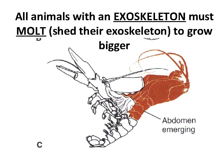 All animals with an EXOSKELETON must MOLT (shed their exoskeleton) to grow bigger 