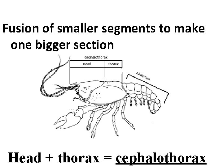 Fusion of smaller segments to make one bigger section Head + thorax = cephalothorax