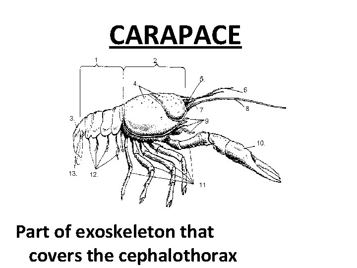 CARAPACE Part of exoskeleton that covers the cephalothorax 